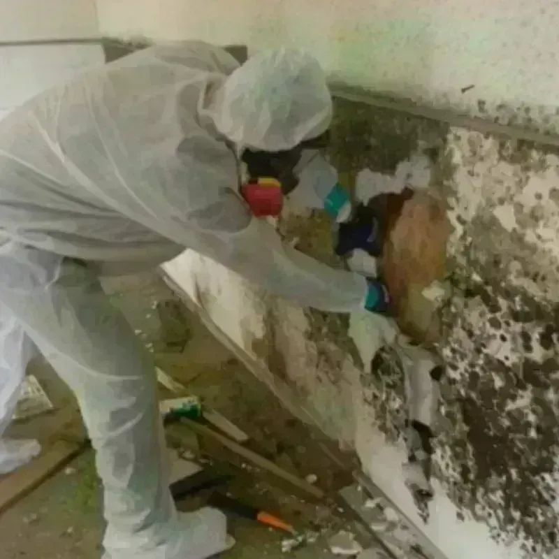 Mold Remediation and Removal in Union, OR